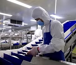 三文鱼初加工标准化工厂